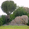 play Jigsaw: Serengeti