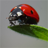 play Jigsaw: Ladybug