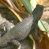 play Jigsaw: Lizard