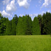 play Jigsaw: Treeline