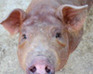 play Pretty Piglets