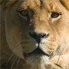 play Jigsaw: Lioness