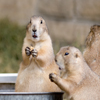 play Jigsaw: Prairiedogs