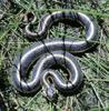 play Snake!