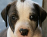 play Puppy Pieces