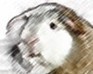 play Guinea Piggy Memory