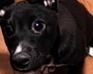 play Pretty Puppies Puzzles