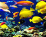 play Hidden Hints-Aquatic Creature