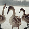 Three Ducks In The Lake Puzzle