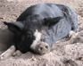 play Happy Pigs Matching