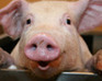 play Happy Pigs