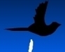 play Bird Bath
