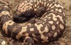 play Gila Monster Jigsaw