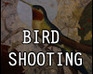 play Bird Shoot
