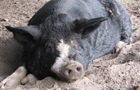 play Happy Pigs Matching