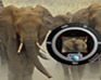 play Photo Hunt-On Wild