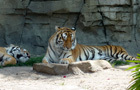 play Sleeping Tigers Jigsaw