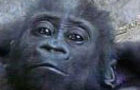 play Little Gorilla Puzzle