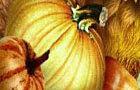 play Thanksgiving Turkey Hidde