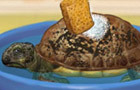 play Pet Turtle