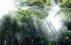 Jungle Light Jigsaw