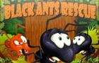 play Black Ants Rescue