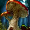 play Mushrooms Differences