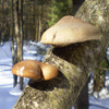 play Jigsaw: Mushroom Tree