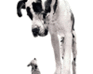 play Two Funny Dogs