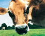 play Funny Cow Jigsaw