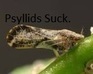 Psyllids Suck V2