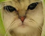 play Funny Cat Knight