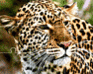 play Tiger Jigsaw Puzzle