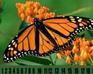 play Hidden Number - Butterfly