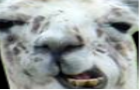 play Pacllama