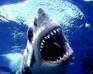 play Shark Diving