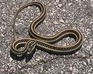 play Snakey