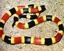 play Snake (No Walls)