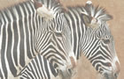 Zebra Jigsaw