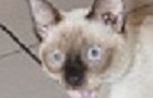 play Cute Cats