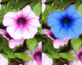 play Bloomy Differences