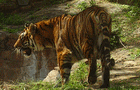 play Tiger Jigsaw Puzzle