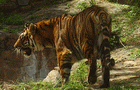 Tiger Jigsaw Puzzle