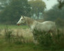 play Magic Horse Jigsaw