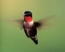 play Hummingbird