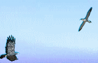 play Bird Kill
