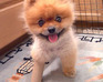 play Cute Destroyer