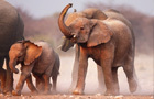 play Elephant Jigsaw Puzzle