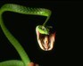 play Quick Snake