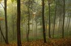 play Nature Simulator